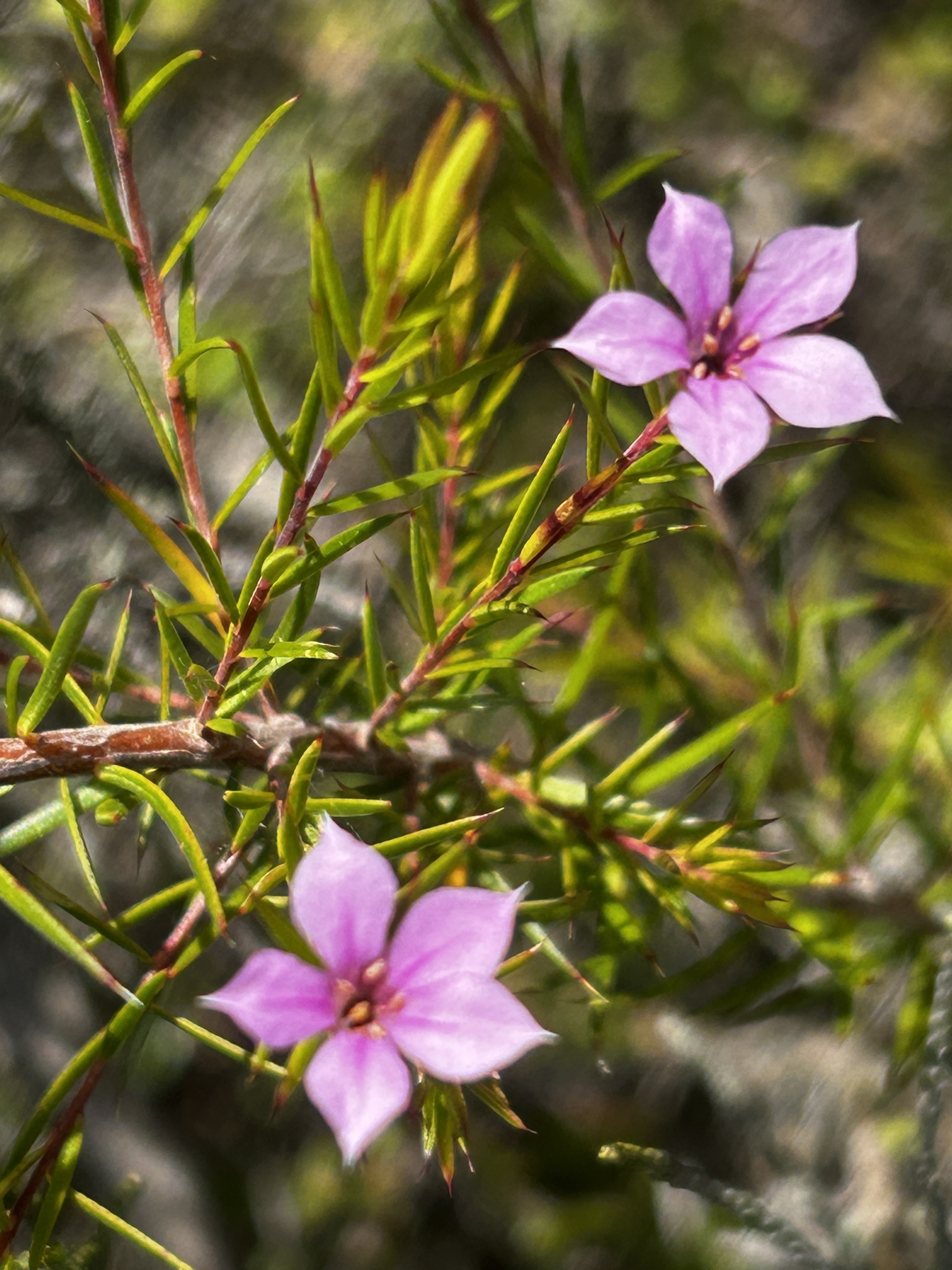 Scentless Capemay (Coleonema aspalathoides)