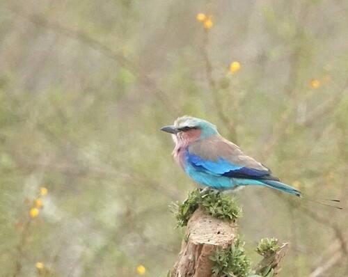 Lilac-breasted Roller