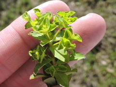 Euphorbia spathulata