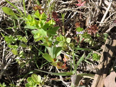 Euphorbia spathulata