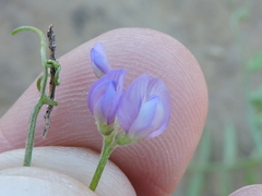 Vicia ludoviciana