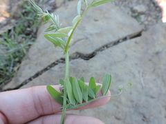 Vicia ludoviciana