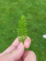 Achillea millefolium image