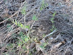 Vicia ludoviciana