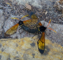 Isanthrene perboscii