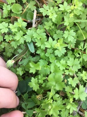 Ranunculus platensis