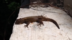 Sceloporus grammicus