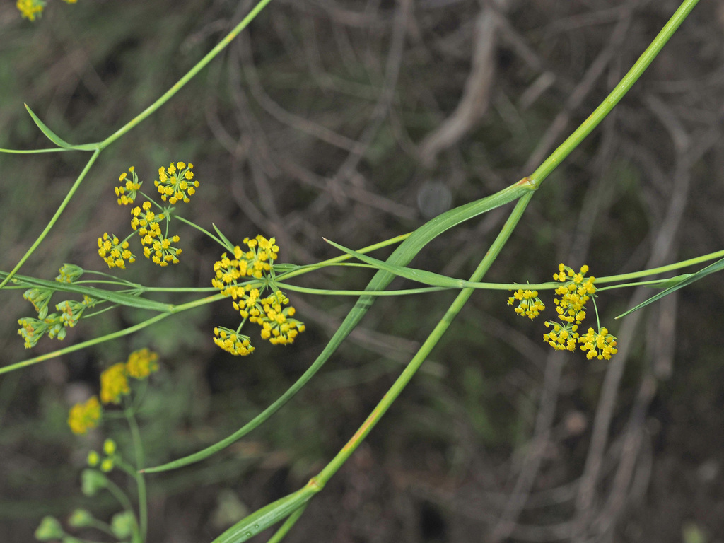 Bupleurum mundii