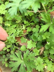 Ranunculus platensis
