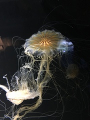 Chrysaora pacifica