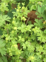 Ranunculus platensis