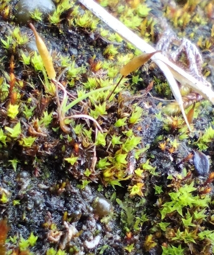 Alpine Extinguisher-moss (Encalypta alpina)
