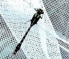 Ophiogomphus mainensis