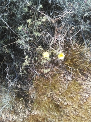 Malacothrix glabrata