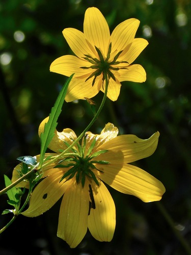 Bidens polylepis iNat (1)