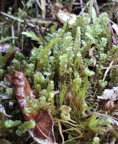 Image of Anastrepta orcadensis by no rights reserved