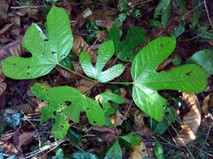 Sterculia recordiana