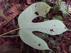 Sterculia recordiana