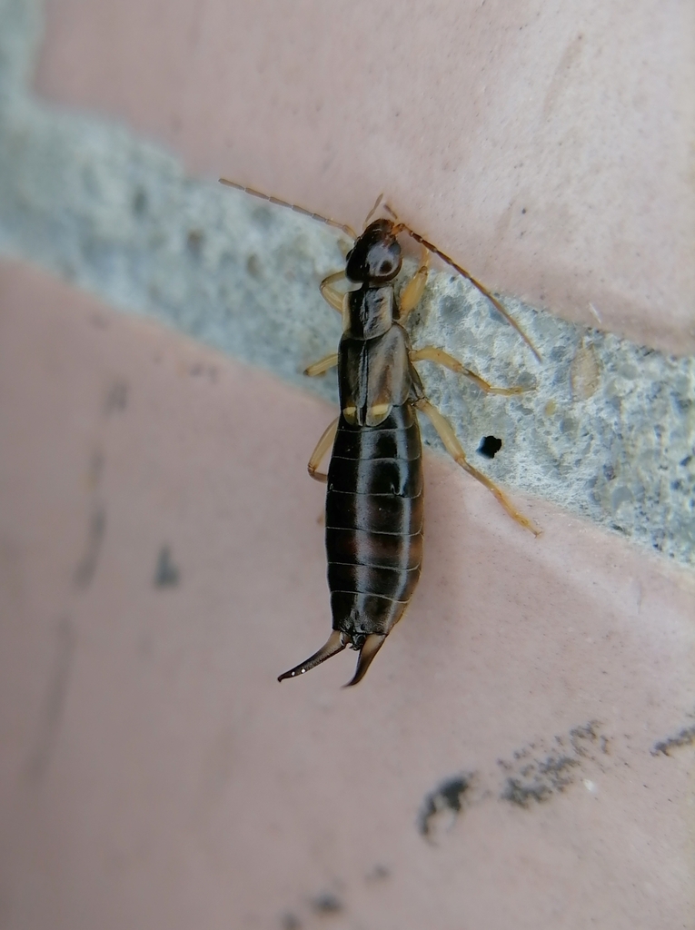 Forficula vicaria