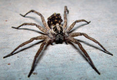 Lycosidae