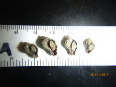 Acanthinucella spirata