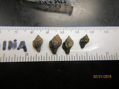 Acanthinucella spirata