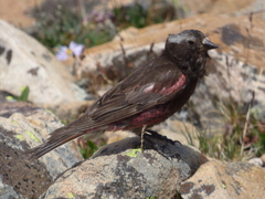 Leucosticte atrata