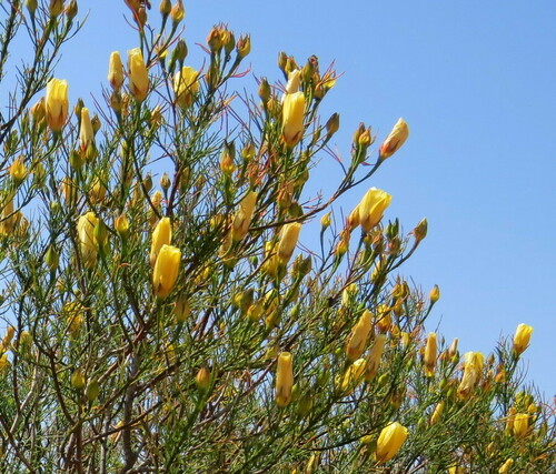 Image of Alyogyne hakeifolia by (c) George Baker, some rights reserved (CC BY)