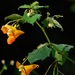 Impatiens capensis - Photo (c) Michael J. Papay, μερικά δικαιώματα διατηρούνται (CC BY), uploaded by Michael J. Papay