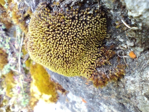 Image of Twisted Grimmia by no rights reserved