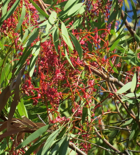Image of Grevillea heliosperma by (c) George Baker, some rights reserved (CC BY)