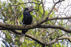 Bycanistes subcylindricus