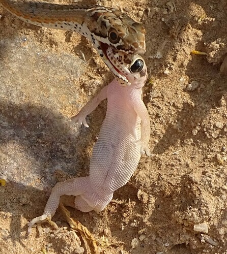Pointed Thick-toed Gecko, Pachydactylus punctatus