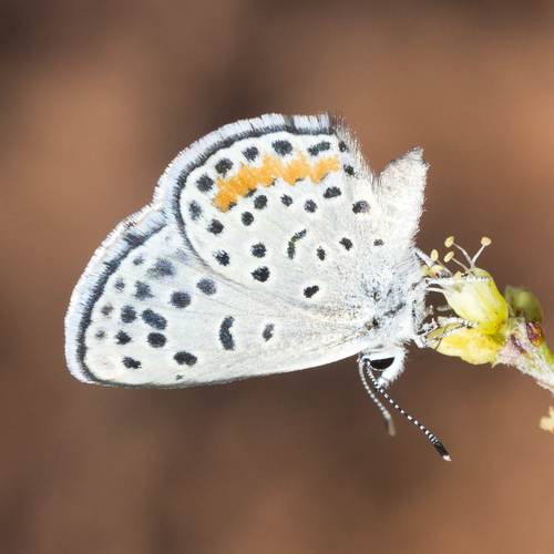 Pallid Blue photo 3