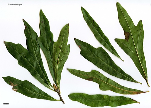 Quercus X capesii