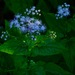 Blue Mistflower - Photo (c) Michael J. Papay, some rights reserved (CC BY), uploaded by Michael J. Papay