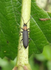 Oxycopis notoxoides