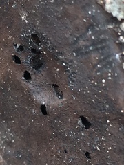 Biscogniauxia mediterranea