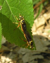 Laphria saffrana