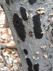 Biscogniauxia mediterranea