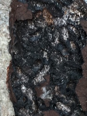 Biscogniauxia mediterranea