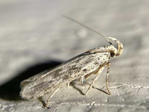 Mottled Twirler photo 5