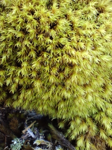 Grimmia ramondii