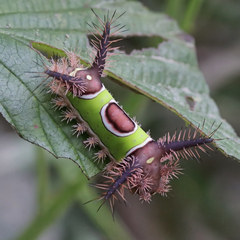 Saddleback Caterpillar Moth