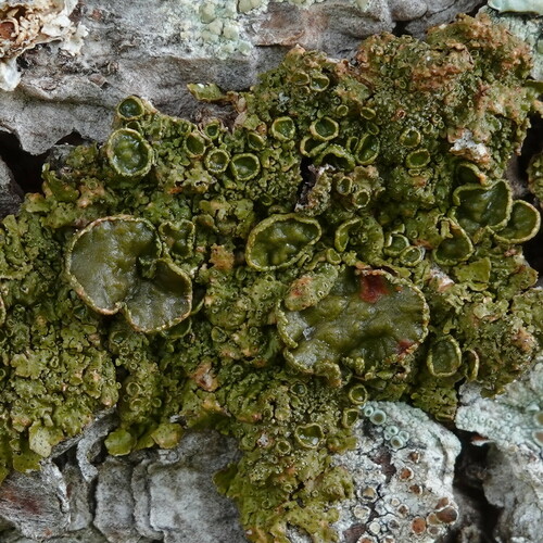 Spotted Camouflage Lichen