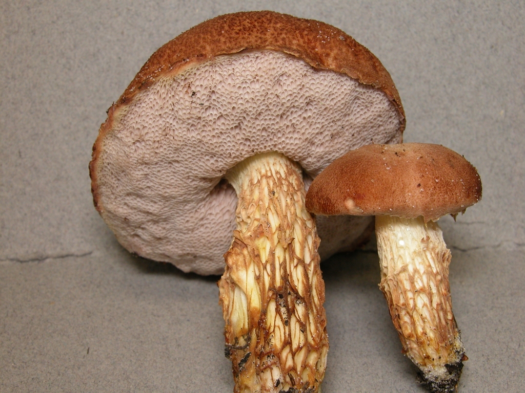 Austroboletus asper