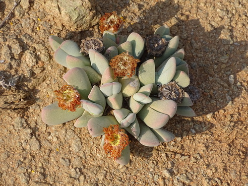 Cheiridopsis brownii