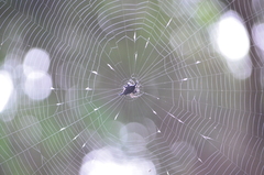 Gasteracantha diardi
