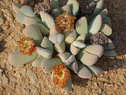 Cheiridopsis brownii
