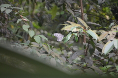 Idea hypermnestra linteata